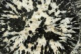 Polished Orbicular Granite Section - Western Australia #317976-1